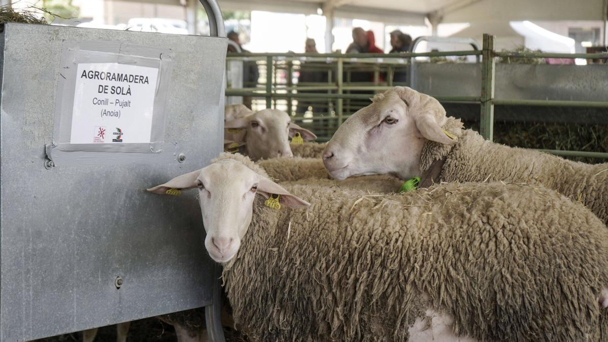 Alguns dels caps d'oví exposats a la mostra de bestiar