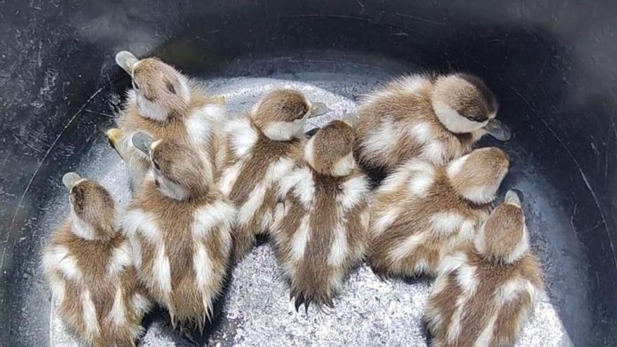 Rescatan a ocho patitos atrapados en un aljibe de gran profundidad en Lanzarote