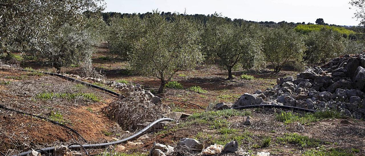 Finca de David Pardo y Salvador Martínez, uno de los terrenos tanteados por empresas eléctricas | PERALES IBORRA