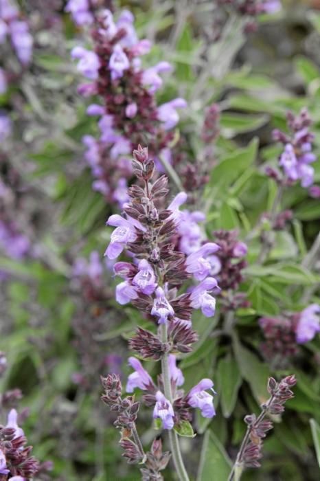 In ihrem Garten bei Sencelles züchtet Heide Göbel wilde Kräuter, Gemüse sowie Zierpflanzen mit Blüten, die nicht nur essbar sind, sondern richtig gut schmecken.