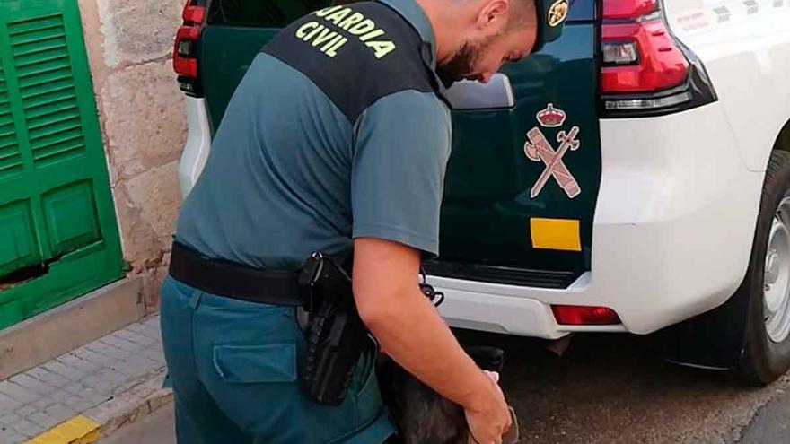 Detenido en sa Pobla por alimentar a sus perros con una cría de cabra viva