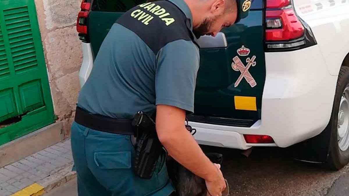 La Guardia Civil se hizo cargo de los perros del detenido