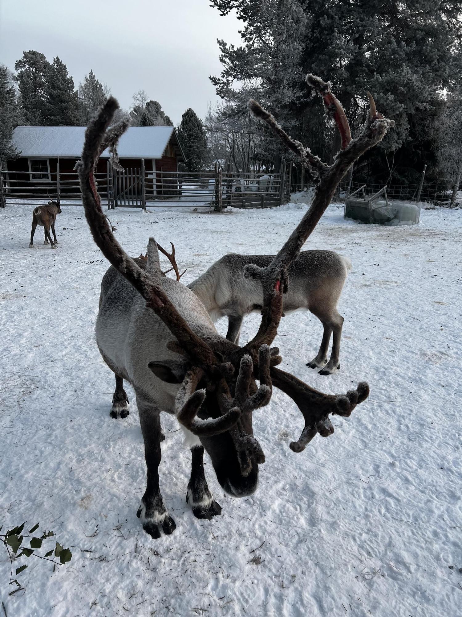 Renos en Laponia finlandesa