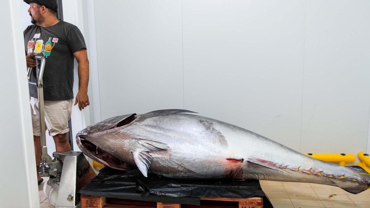 Toni March, pescador de Ibiza, captura un atún de 320 kilos