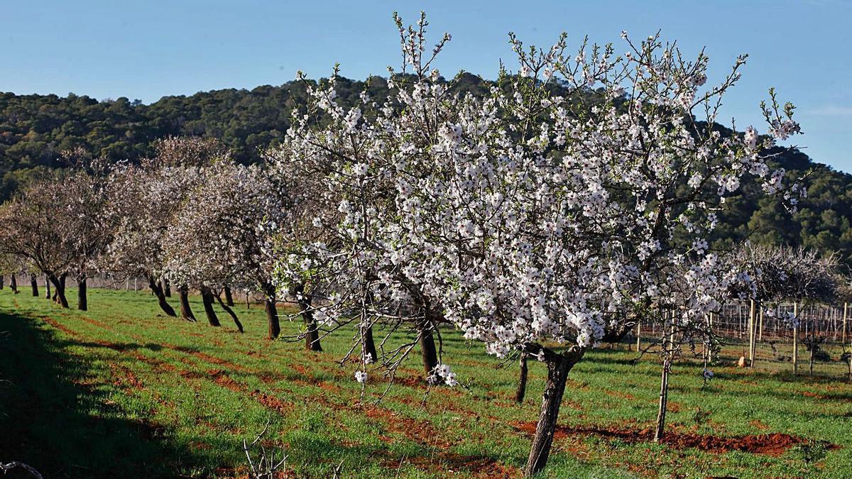 El reclamo de la floración de los almendros atrae todos los años a muchos visitantes. | J.A.R.