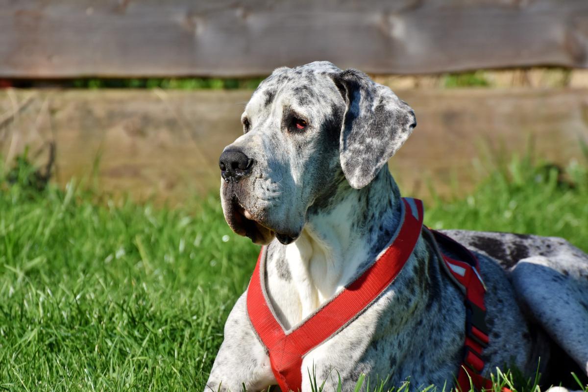 El Gran Danés o Dogo Alemán es una de las razas de perro más grandes del mundo
