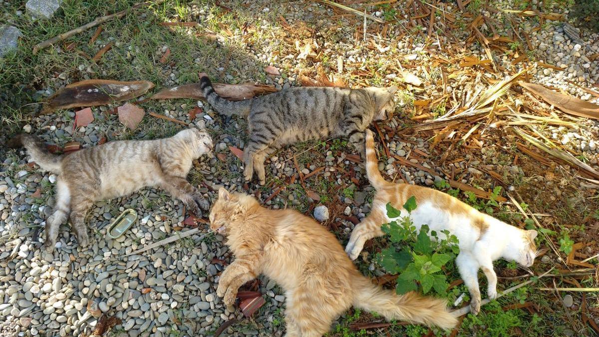 Investigan el envenenamiento de seis gatos en Montehermoso