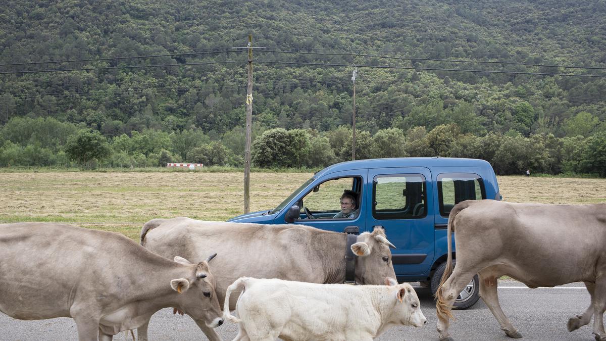 L’únic ramat transhumant de l’Empordà ja és a Llanars