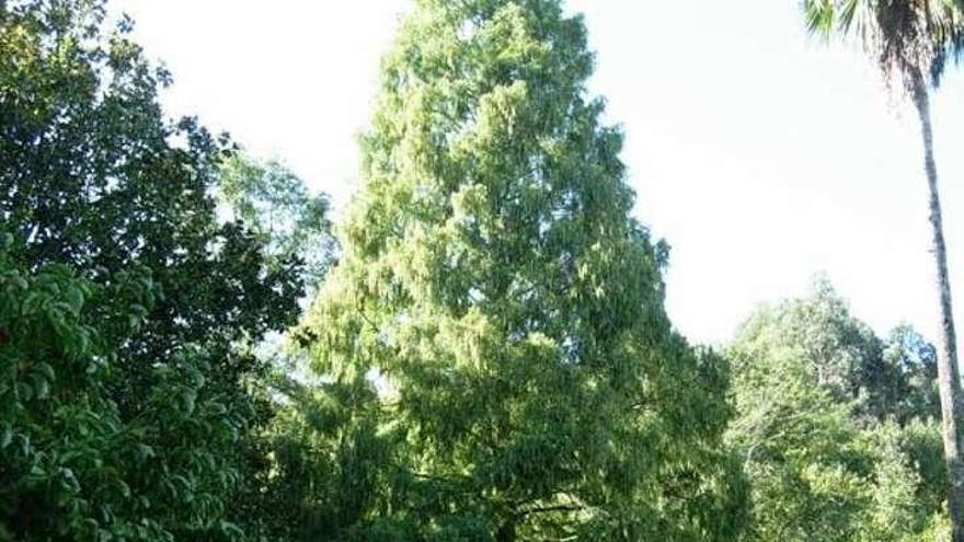 Una imagen de la metasequoia durante la primavera.