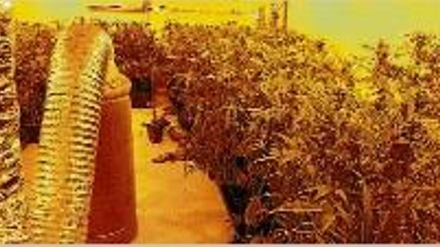 Troben 500 plantes de marihuana en una casa al centre de Figueres