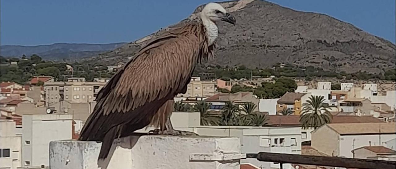 El buitre leonado en la azotea de un edificio de Novelda.