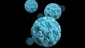 Norovirus