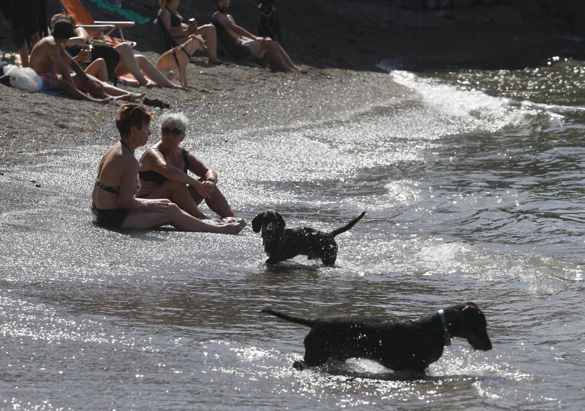 Perros y bañistas en la playa de El Rinconín.
