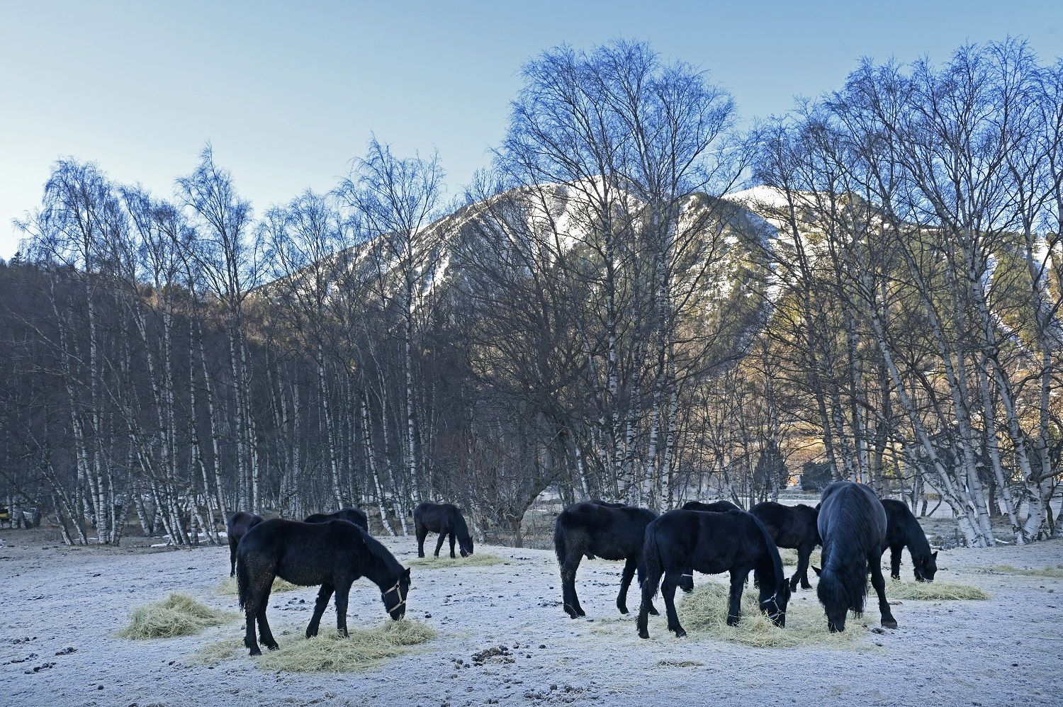 Guía para viajar a la Cerdagne francesa.
