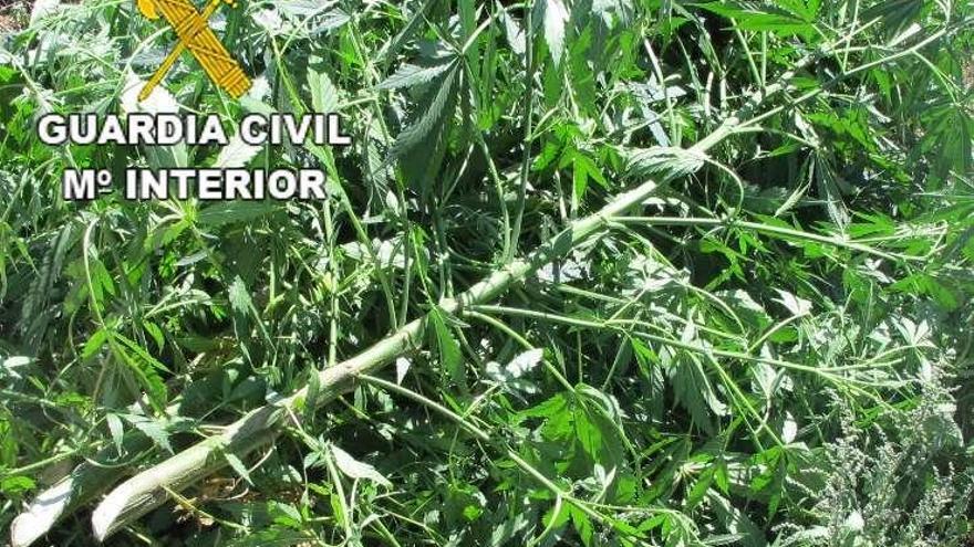 Aspecto de la plantación de &quot;cannabis sativa&quot; intervenida.