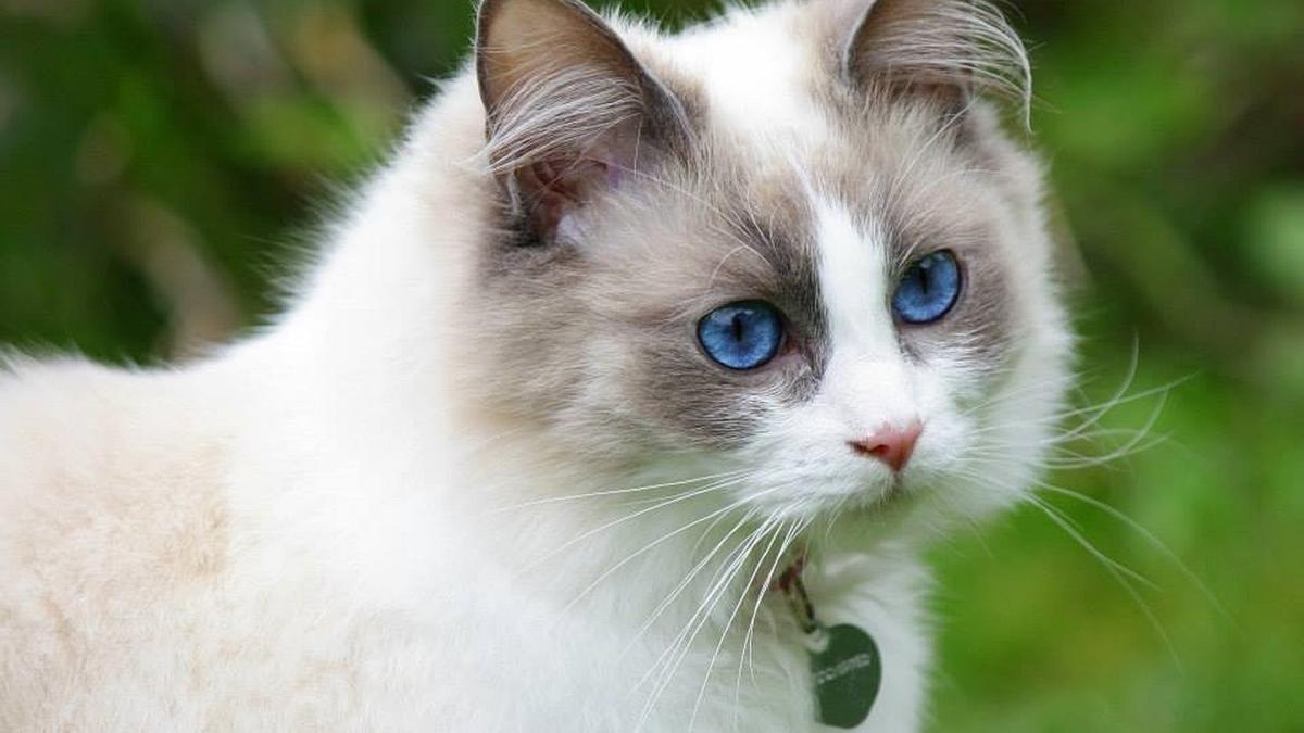 Ragdoll: La Muñeca de Trapo que se Robará tu Corazón, una de las Razas de Gatos Más Cariñosos