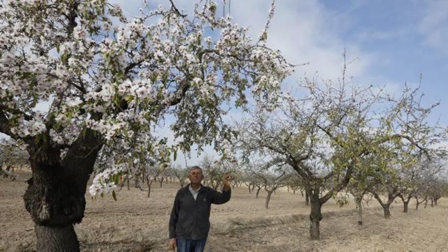 Un agricultor de Elche en un campo de almendros de la zona de Torrellano en el que la floración ha empezado en muy pocos árboles.