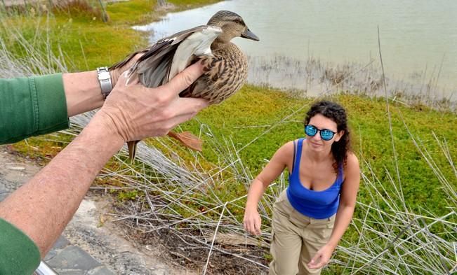 GARZA ÁNADE TORTUGA SUELTA CHARCA MASPALOMAS