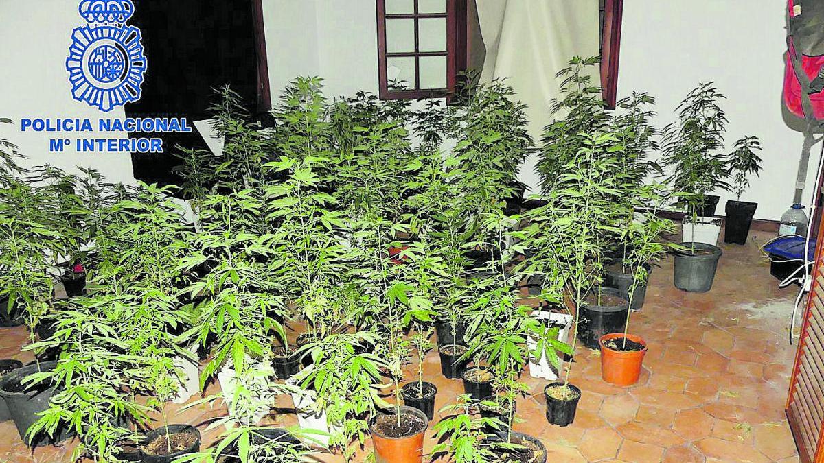 Parte de la plantación de marihuana hallada por la Policía Nacional en una casa ocupada en el Puerto de la Cruz.