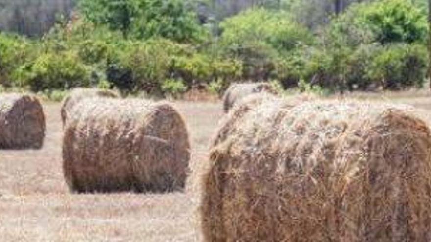 Balas de paja en un campo de Ibiza.