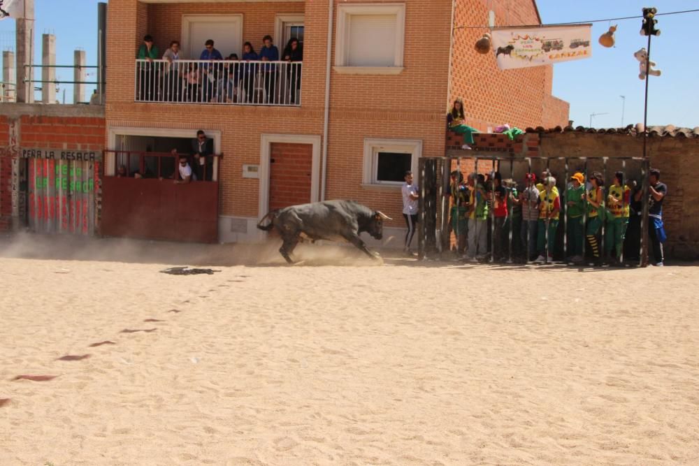 Encierro en Cañizal.