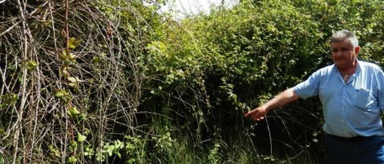 Los campos abandonados se han convertido en un criadero de jabalíes