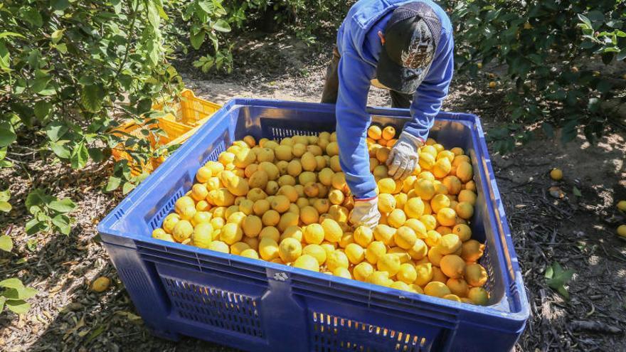 Un agricultor, en un momento de la recolección de limones