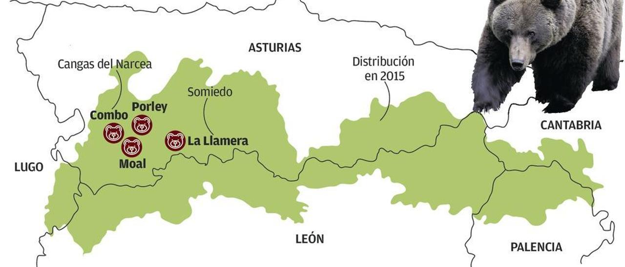 Alarma por el furtivismo de osos: antes eran trofeo, ahora estorban en los pueblos