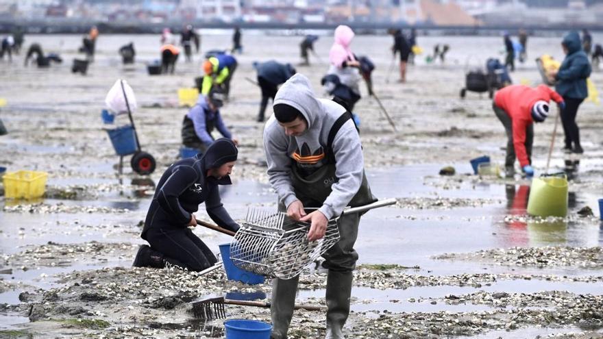El colapso del marisqueo reduce un 30% las ventas de bivalvos en las lonjas y deja sus ingresos por debajo de los 10 millones hasta mayo