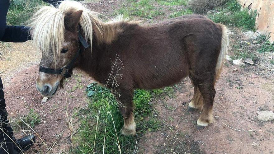 La Policía Local de la Vall busca al dueño de un poni