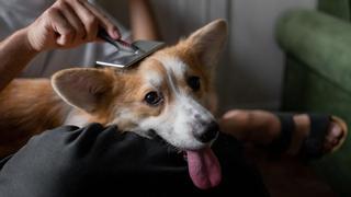 ¿Cada cuánto tiempo muda el pelo un perro? Todo lo que necesitas saber