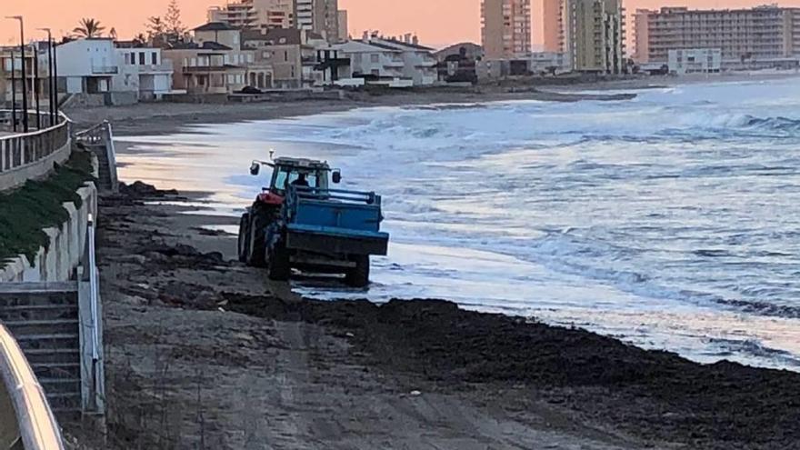 Piden que los tractores no sigan quitando posidonia de las playas de Cabo de Palos