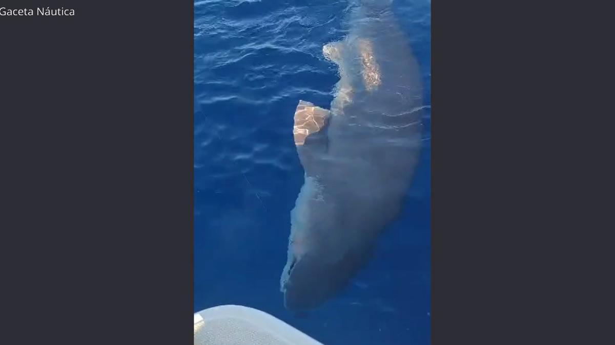 Freizeitfischer fangen vor Formentor einen über drei Meter langen Grauhai