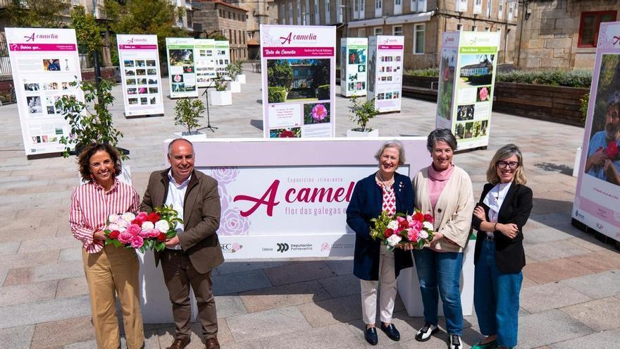 Las bodas de plata de la camelia