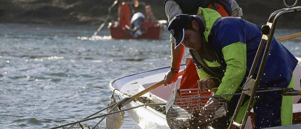 La campaña de libre marisqueo en Os Lombos do Ulla. // Iñaki Abella