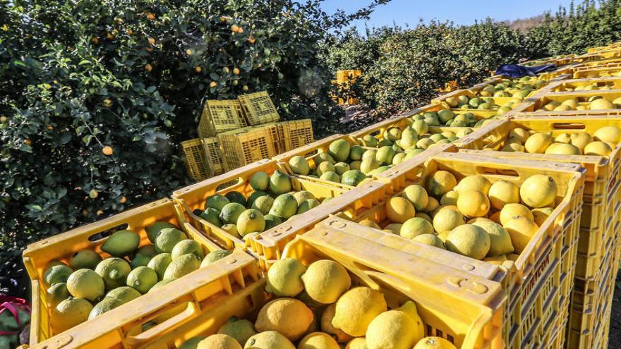 Recogida de limones en una explotación agraria de la Vega Baja.