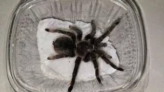 Tarántulas y escorpiones, entre los animales peligrosos que han ingresado en el Centro de Fauna Exótica de Santa Cruz
