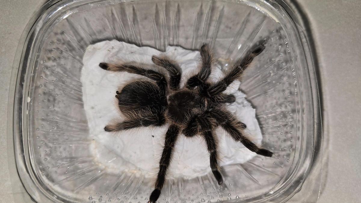 Una de las tarántulas que ingresaron el año pasado en el Centro de Recuperación de Fauna Exótica de Santa Cruz de Tenerife.