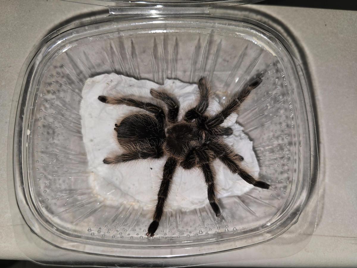 Una de las tarántulas que ingresaron el año pasado en el Centro de Recuperación de Fauna Exótica de Santa Cruz de Tenerife.