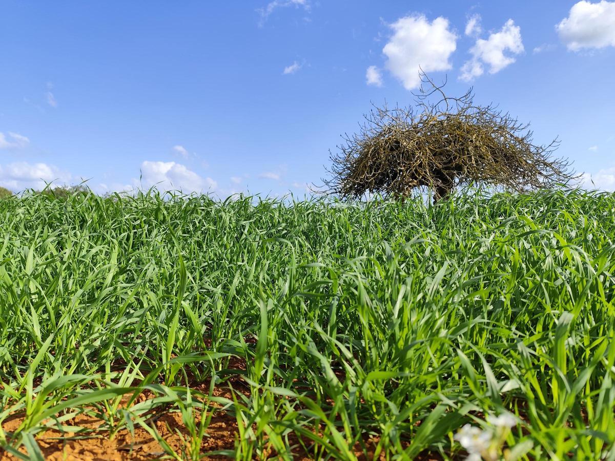Campo de cereales en el Camí Vell de Sant Mateu.