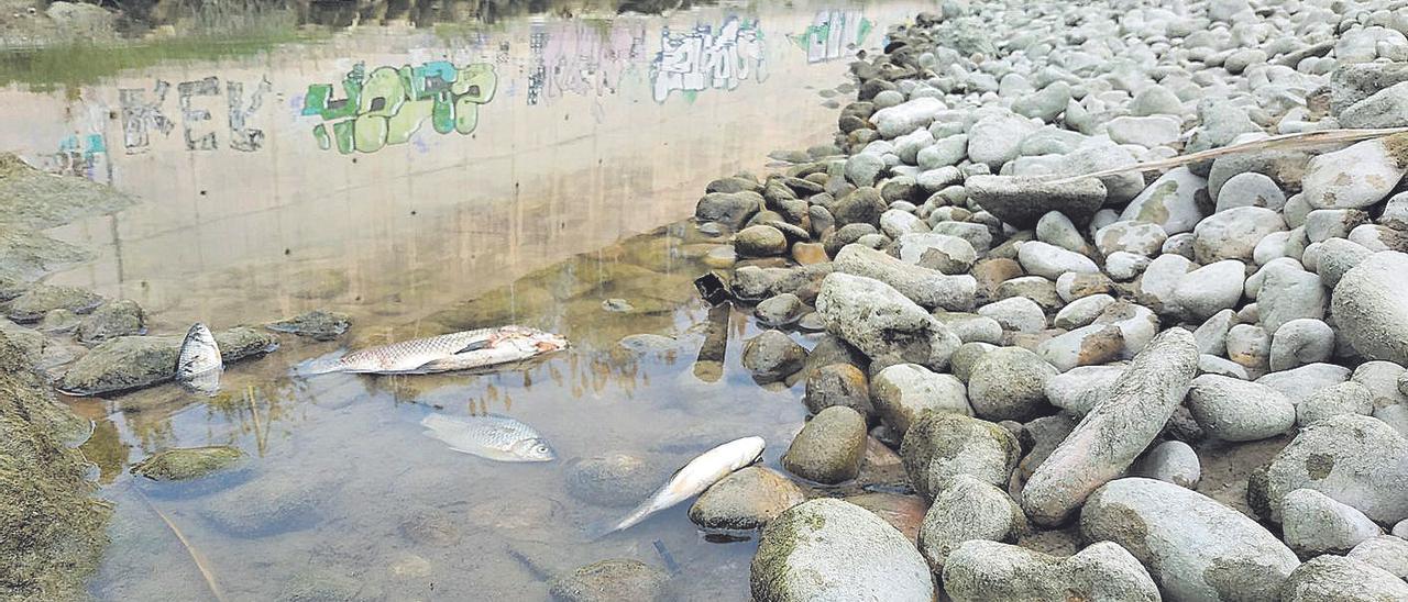 peces muertos en el Serpis