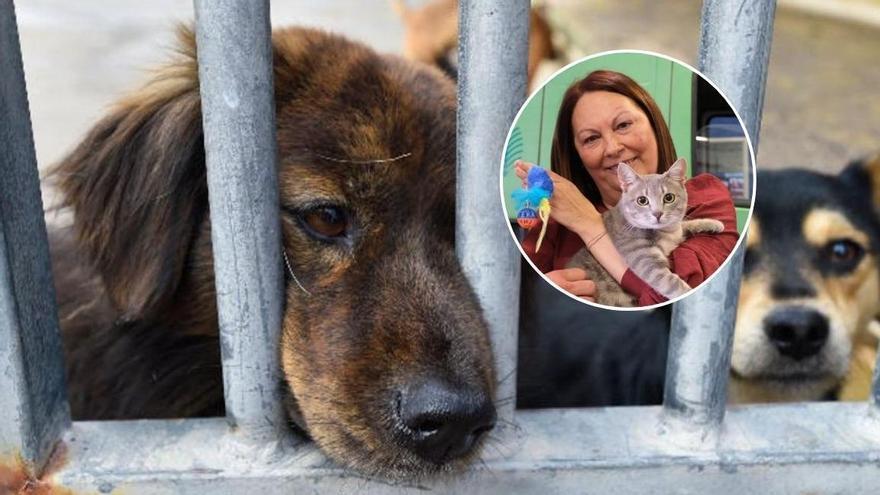 170 gatos y 169 perros recibidos en 2026: el centro de acogida de animales fomenta las adopciones en Las Palmas de Gran Canaria