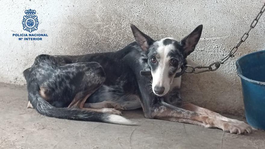 El podenco hallado con vida.