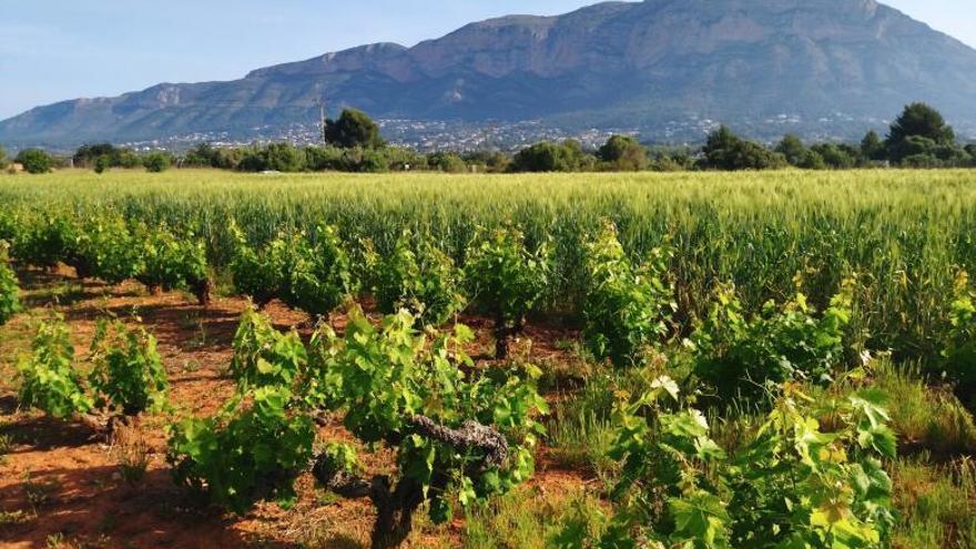 Viñas y trigo, el rico paisaje agrícola del Montgó | A. P. F.