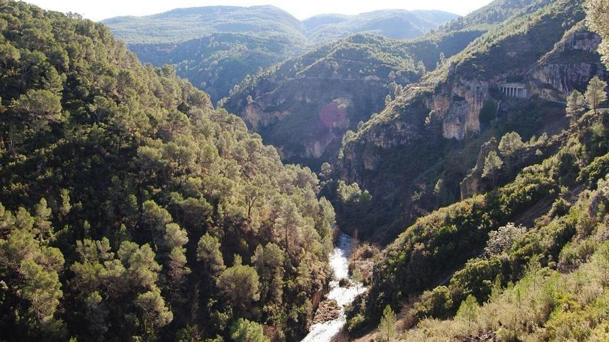 La gestión forestal de los bosques es un instrumento económico además de ambiental.
