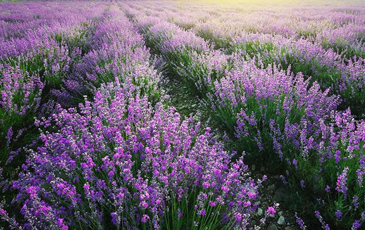 Música entre lavanda