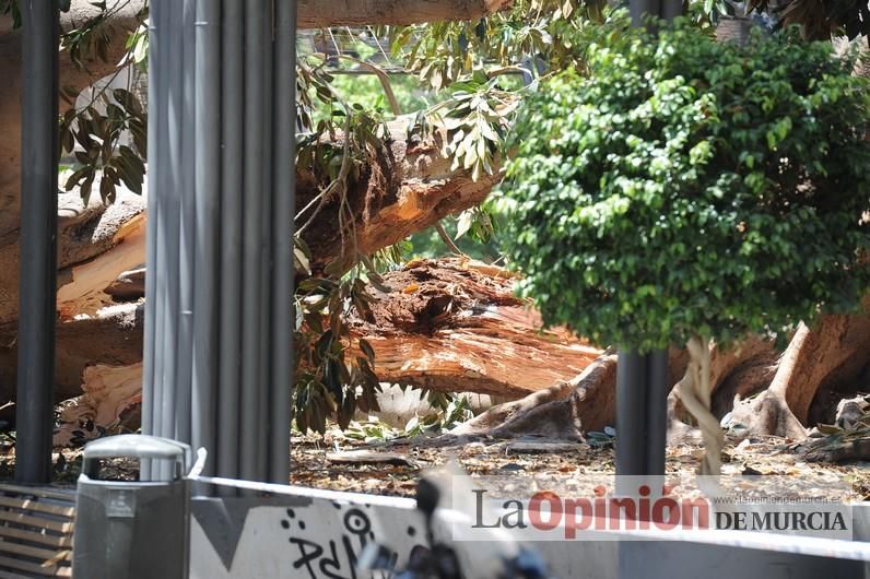 Cae parte del ficus de Santo Domingo en Murcia