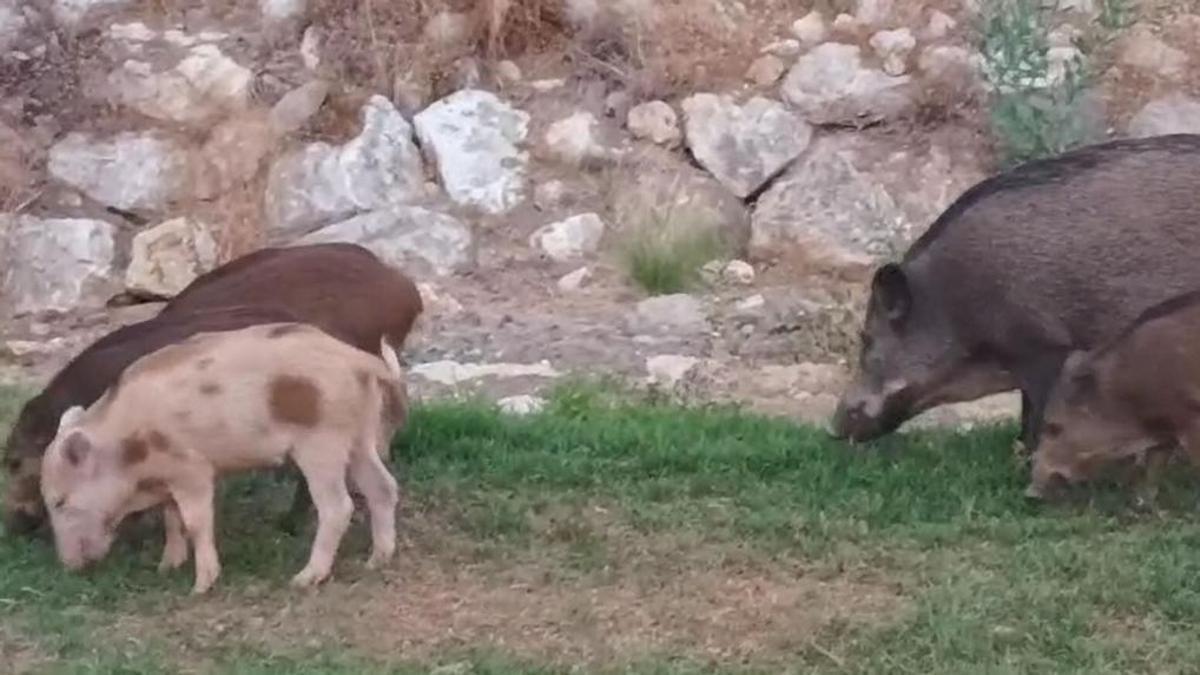 Jabalíes y cerdalíes en Hacienda Paredes