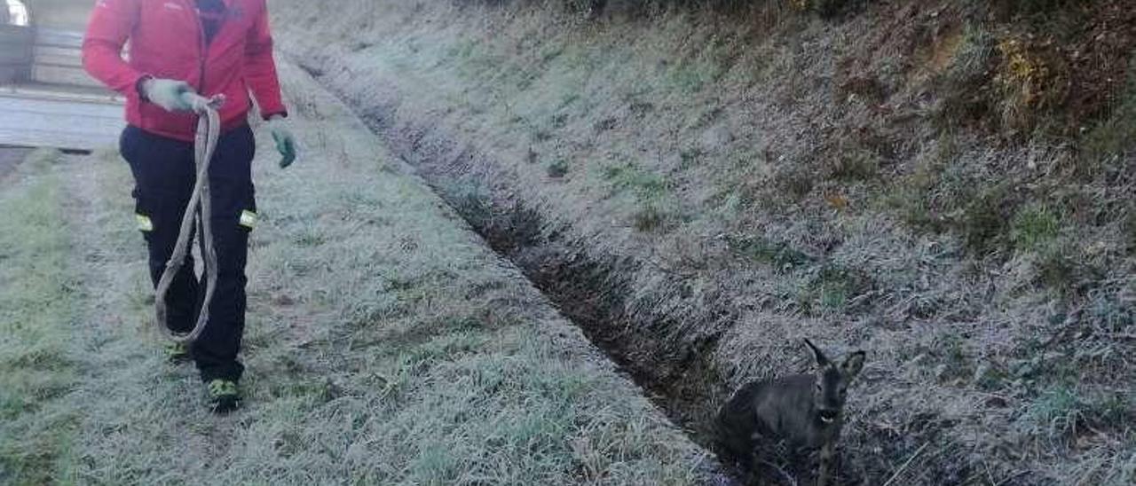 Un agente de Medio Ambiente rescata al corzo herido en Botos.