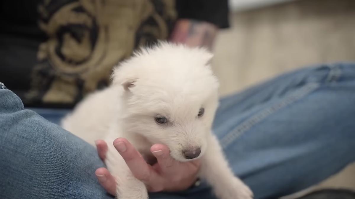 Uno de los cachorros nacidos